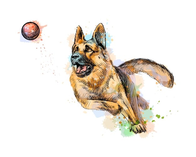 德国牧羊犬德牧黑贝插画