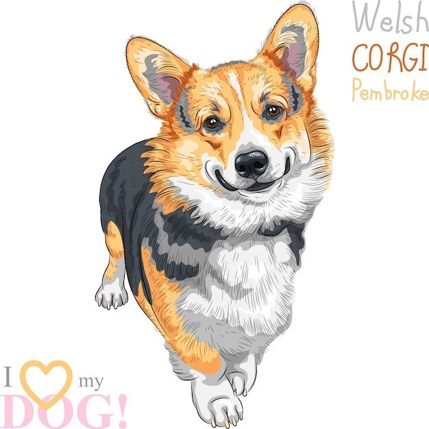 可爱的卡通柯基犬小狗插画