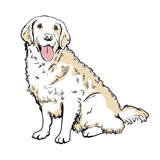 手绘金毛犬小狗插画