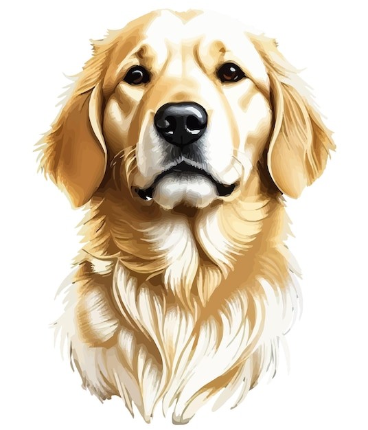 手绘金毛犬小狗插画