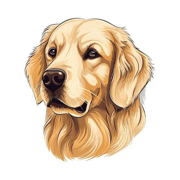 手绘金毛犬小狗插画