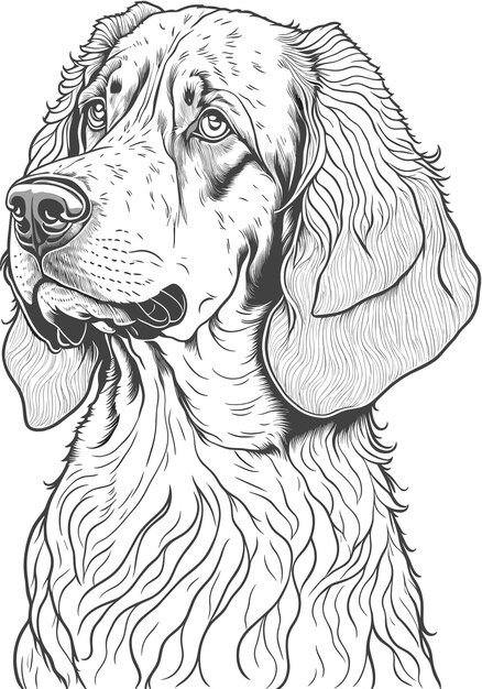 手绘金毛犬小狗插画