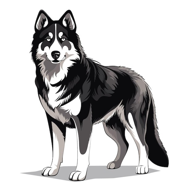 哈士奇犬小狗插画