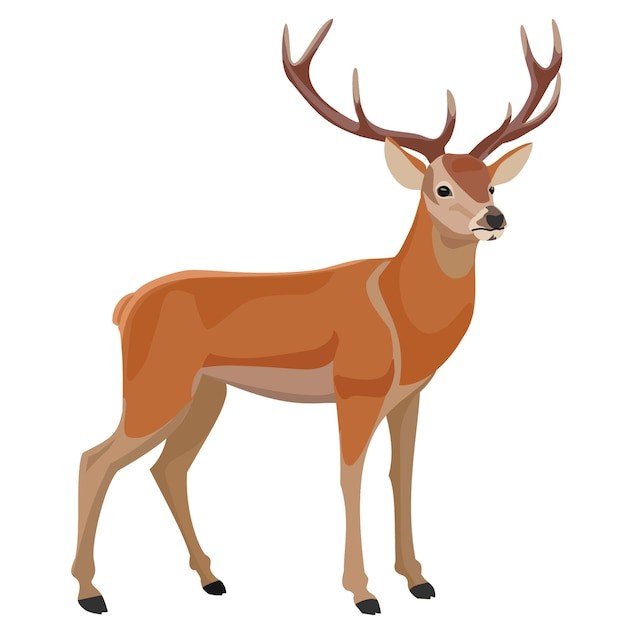 孤立在白色背景上的鹿