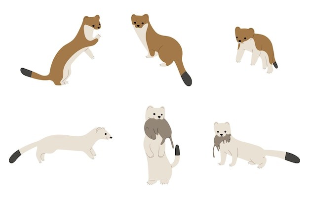 卡通鼠鼬动物插画