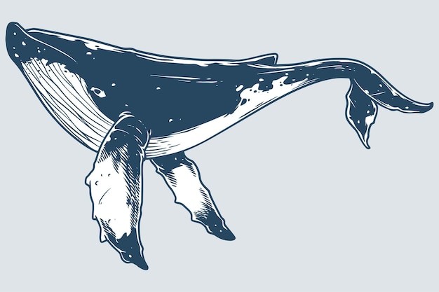 手绘鲸鱼插画