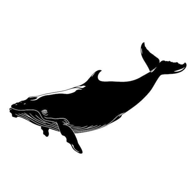 手绘鲸鱼插画