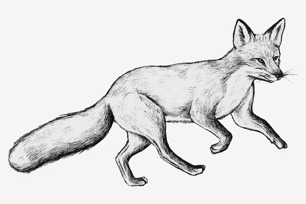 素描狐狸插画