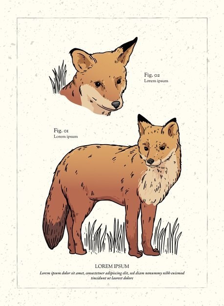 复古狐狸插画