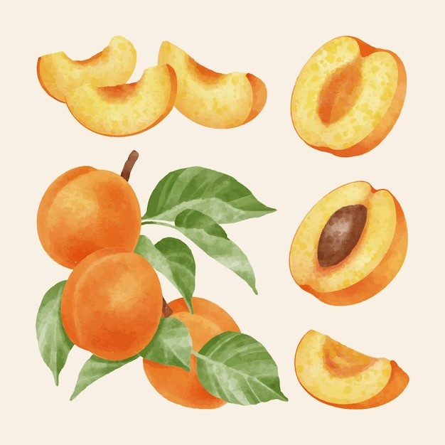 桃子水蜜桃插画元素