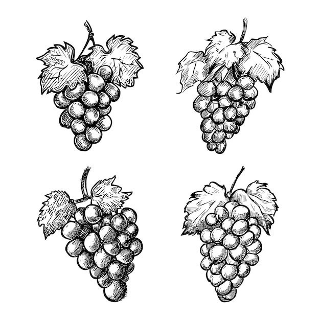素描葡萄水果元素