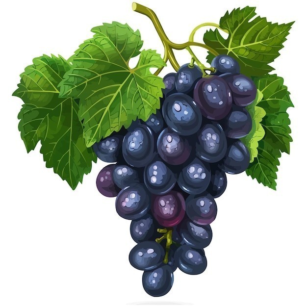葡萄水果元素
