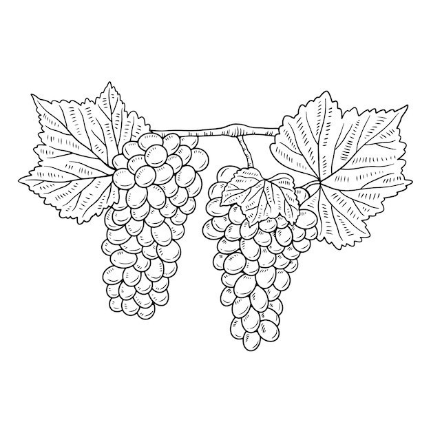 素描葡萄水果元素