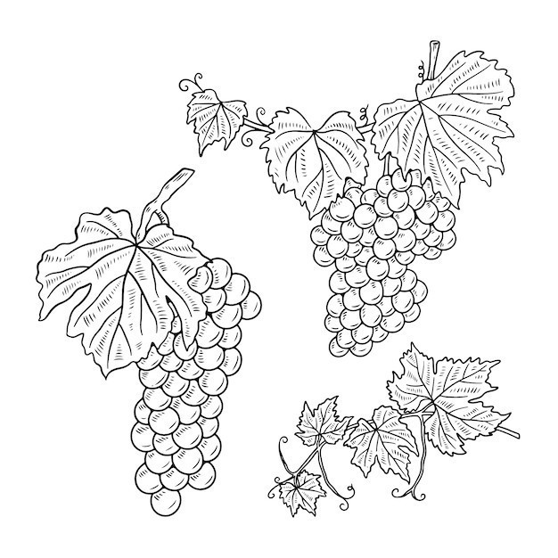 素描葡萄水果元素
