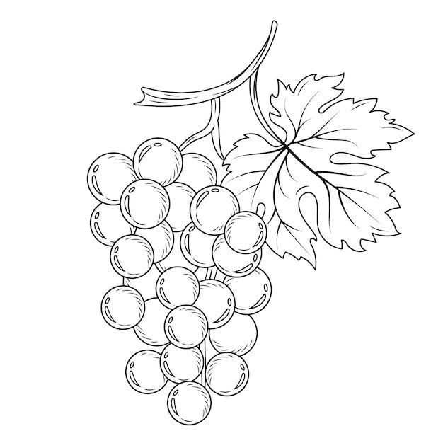 素描葡萄水果元素