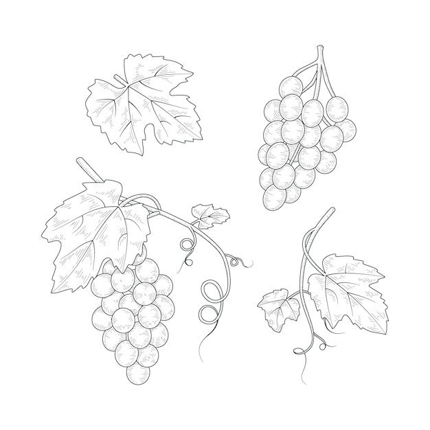 素描葡萄水果元素