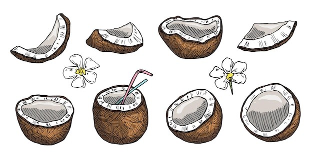 椰子水果元素