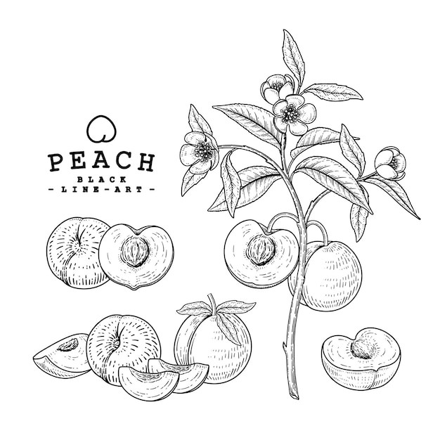 桃树水果手绘素描桃子元素