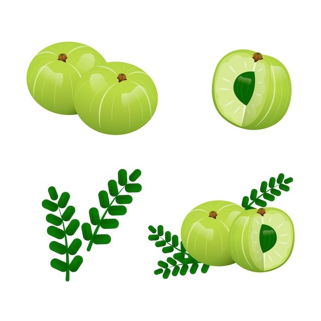 手绘余甘子水果元素