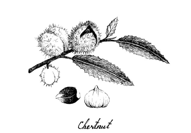 栗子板栗素描元素