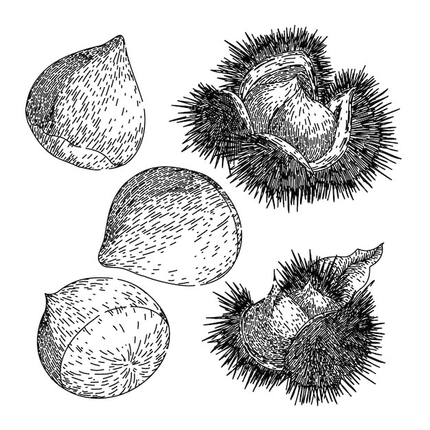 栗子板栗素描元素