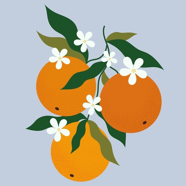 橘子桔子水果元素