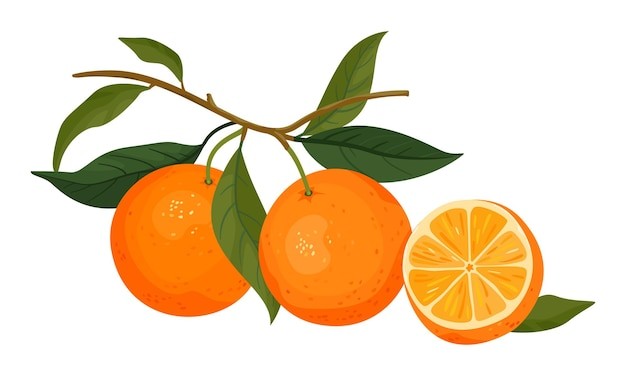 橘子桔子水果元素