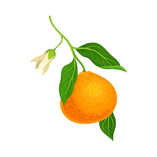 橘子桔子水果元素