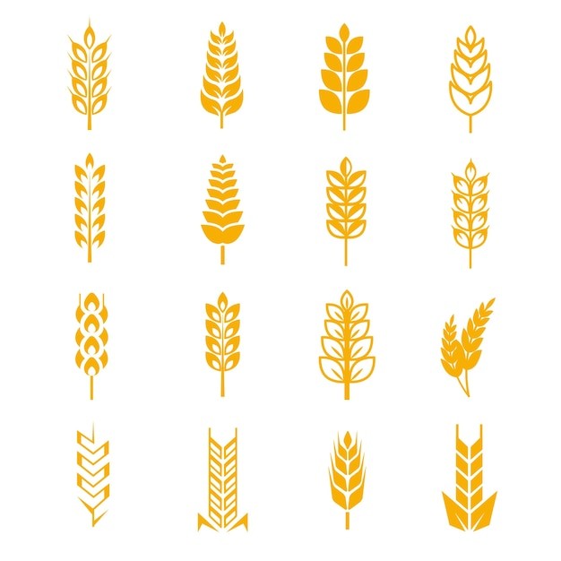 麦穗小麦谷物元素