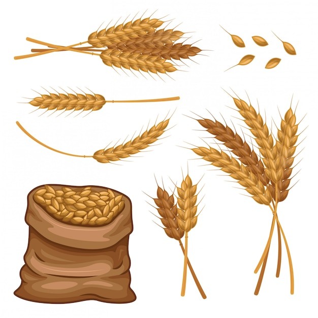 麦穗小麦谷物元素