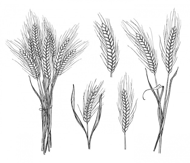 麦穗小麦谷物元素