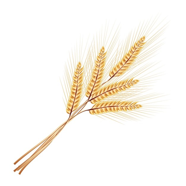 麦穗小麦谷物元素