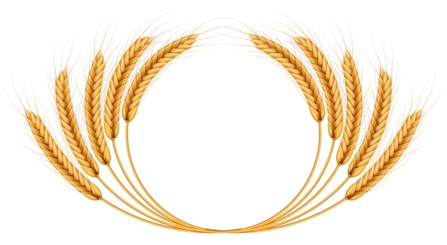 麦穗小麦谷物元素