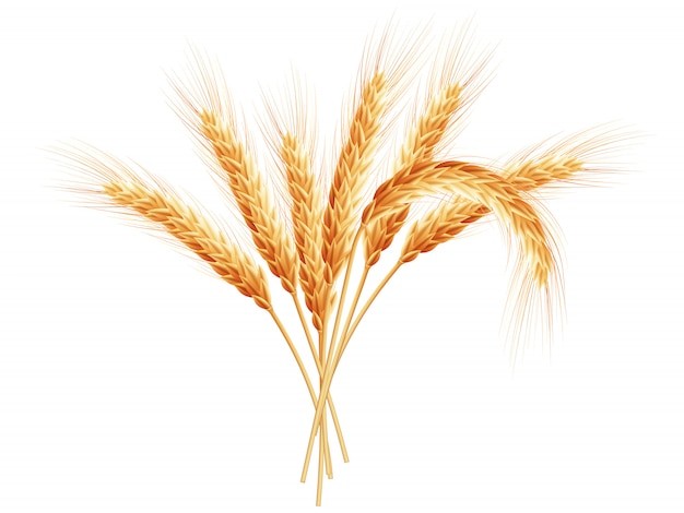 麦穗小麦谷物元素