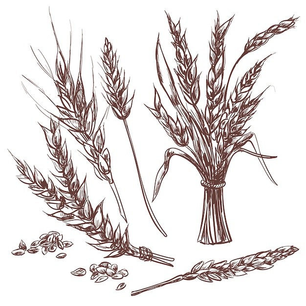 麦穗小麦谷物元素