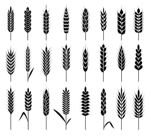 麦穗小麦谷物元素