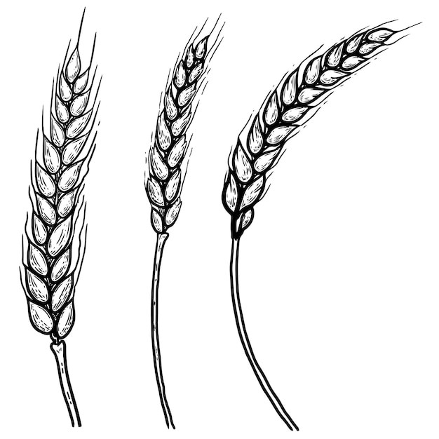 麦穗小麦谷物元素