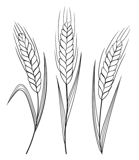 麦穗小麦谷物元素