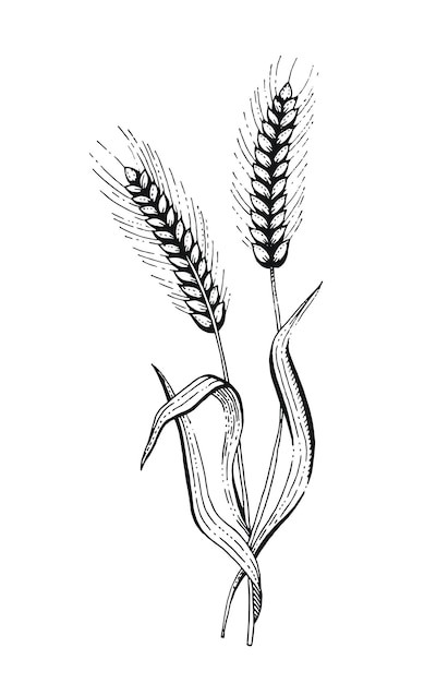 麦穗小麦谷物元素