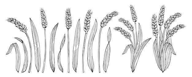 麦穗小麦谷物元素