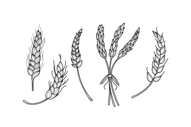 麦穗小麦谷物元素