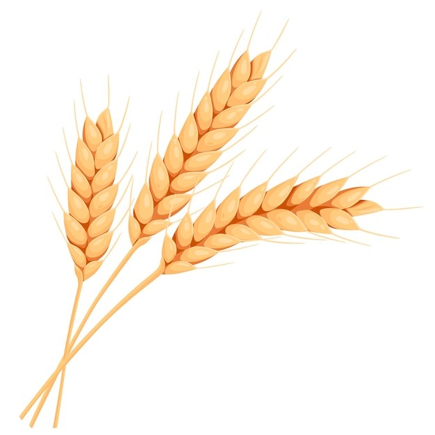 麦穗小麦谷物元素