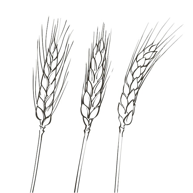 麦穗小麦谷物元素