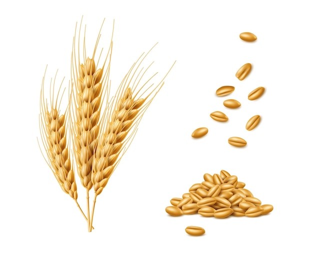 麦穗小麦谷物元素