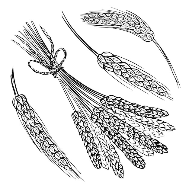 麦穗小麦谷物元素