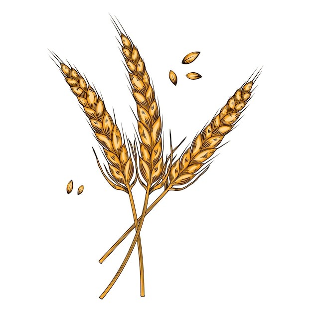 麦穗小麦谷物元素