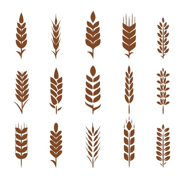 麦穗小麦谷物元素