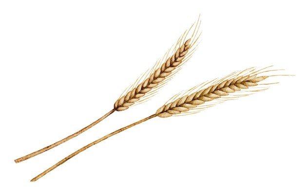 麦穗小麦谷物元素