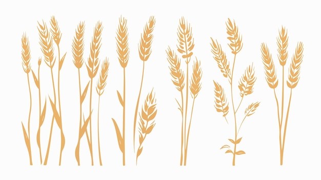 麦穗小麦谷物元素