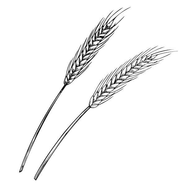 麦穗小麦谷物元素